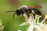 Koolzwarte zandbij (Andrena pilipes)