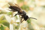 Koolzwarte zandbij (Andrena pilipes)