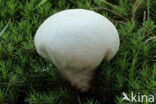 Lycoperdon lividum