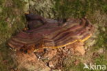 Harslakzwam (Ganoderma resinaceum)