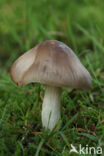 Geelbruine satijnzwam (Entoloma lividoalbum)