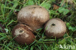 Zwartwordende stuifzwam (Lycoperdon foetidum)