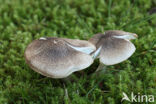 zilvergrijze ridderzwam (Tricholoma scalpturatum)