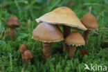 Okergele korrelhoed (Cystoderma amianthinum)