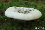 Fleecy Milk-cap (Lactarius vellereus)