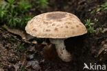 Panterchampignon (Agaricus impudicus)