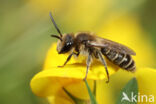 Bremzandbij (Andrena ovatula)