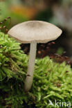 Grauwgroene hertenzwam (Pluteus salicinus)