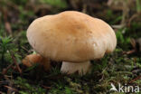 Russula fellea