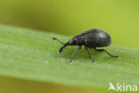 Catapion pubescens