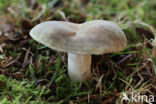 Russula ionochlora