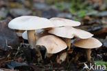 Flowery Blewit (Lepista irina)