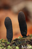 Esdoornhoutknotszwam (Xylaria longipes)