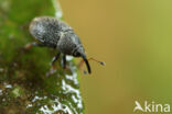 Mecinus pascuorum