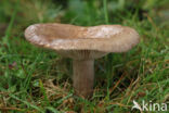 Lactarius blennius