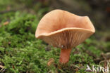 Lactarius subdulcis