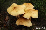 Bleekgele bundelzwam (Pholiota gummosa)