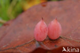 beech gall midge (Mikiola fagi)