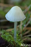 Bleekgele mycena (Mycena flavoalba)