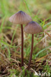 Melksteelmycena (Mycena galopus)