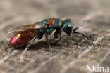 Chrysis illigeri