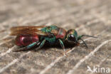 Chrysis illigeri