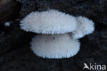 Waaiertje (Schizophyllum commune)