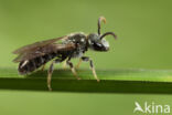 Gewone smaragdgroefbij (Lasioglossum leucopus)