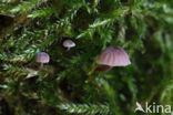 Lilabruine schorsmycena (Mycena meliigena)