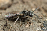 Lasioglossum lucidulum