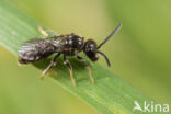 Fijngestippelde groefbij (Lasioglossum punctatissimum)