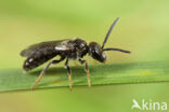 Fijngestippelde groefbij (Lasioglossum punctatissimum)