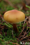 Dennenvlamhoed (Gymnopilus sapineus)