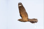 European Nightjar (Caprimulgus europaeus)