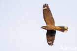 European Nightjar (Caprimulgus europaeus)