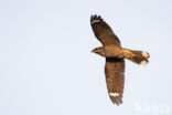 European Nightjar (Caprimulgus europaeus)