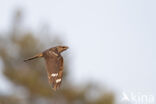 European Nightjar (Caprimulgus europaeus)