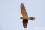 European Nightjar (Caprimulgus europaeus)