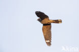 European Nightjar (Caprimulgus europaeus)