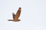 European Nightjar (Caprimulgus europaeus)