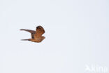 European Nightjar (Caprimulgus europaeus)