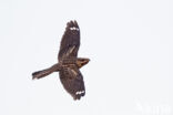 European Nightjar (Caprimulgus europaeus)