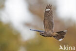 European Nightjar (Caprimulgus europaeus)