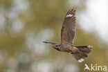 European Nightjar (Caprimulgus europaeus)