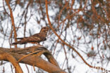 European Nightjar (Caprimulgus europaeus)