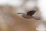 European Nightjar (Caprimulgus europaeus)