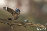 European Nightjar (Caprimulgus europaeus)