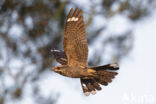 European Nightjar (Caprimulgus europaeus)