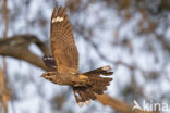 European Nightjar (Caprimulgus europaeus)