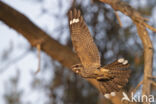 European Nightjar (Caprimulgus europaeus)